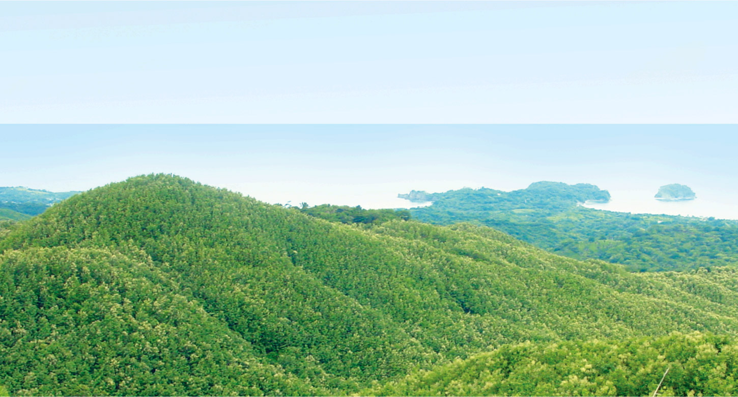 Teak forest